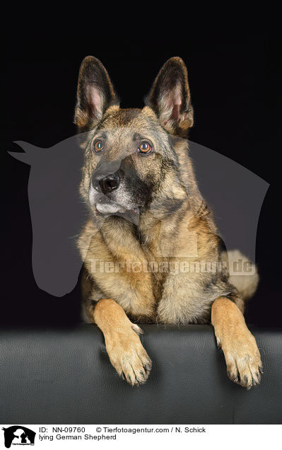 lying German Shepherd / NN-09760