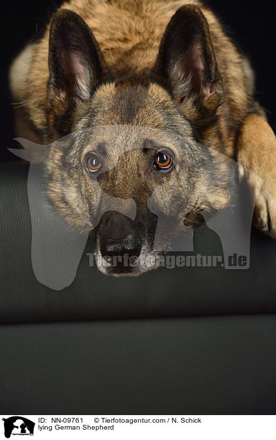 lying German Shepherd / NN-09761
