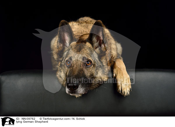 lying German Shepherd / NN-09762