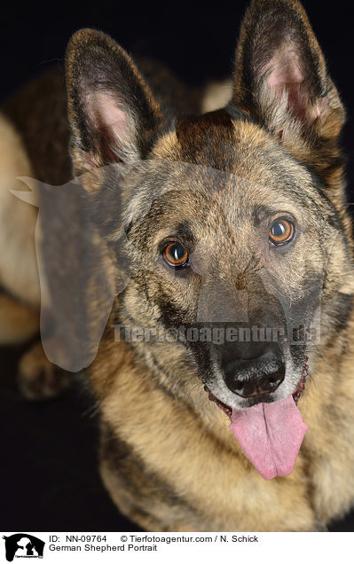 German Shepherd Portrait / NN-09764