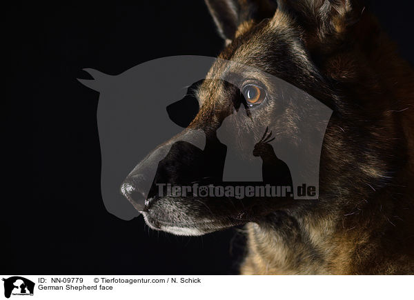 German Shepherd face / NN-09779