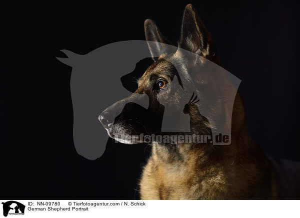 German Shepherd Portrait / NN-09780