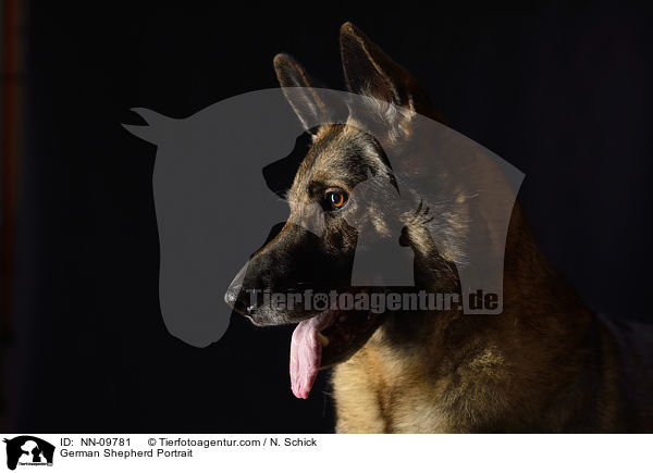 German Shepherd Portrait / NN-09781
