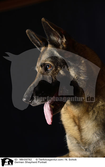 German Shepherd Portrait / NN-09782