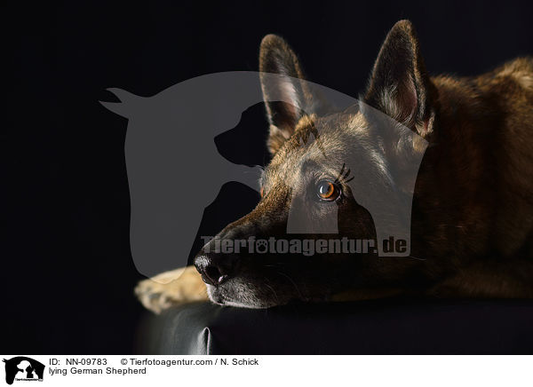 lying German Shepherd / NN-09783