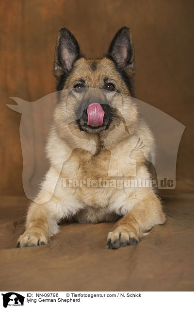 lying German Shepherd / NN-09796