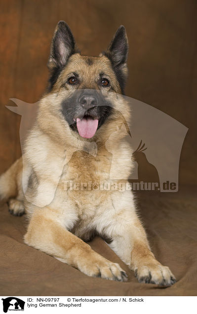 lying German Shepherd / NN-09797
