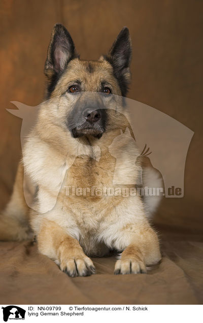 lying German Shepherd / NN-09799