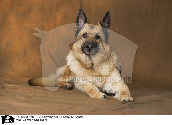 lying German Shepherd / NN-09800