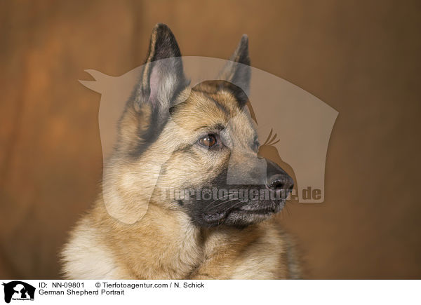 German Shepherd Portrait / NN-09801
