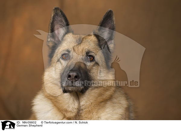 German Shepherd / NN-09802