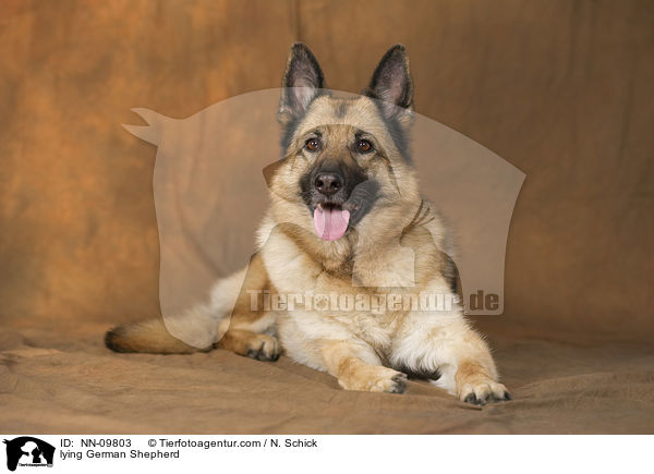 lying German Shepherd / NN-09803