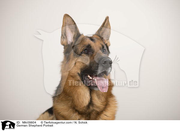 German Shepherd Portrait / NN-09804