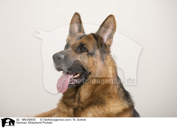 German Shepherd Portrait / NN-09805