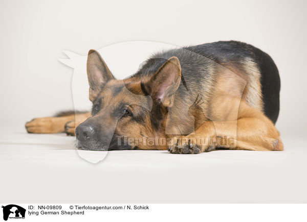 lying German Shepherd / NN-09809