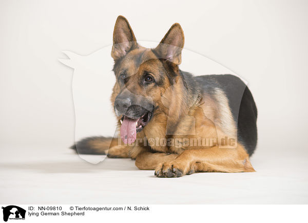 lying German Shepherd / NN-09810