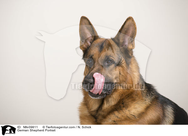 German Shepherd Portrait / NN-09811