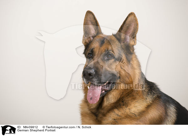 German Shepherd Portrait / NN-09812