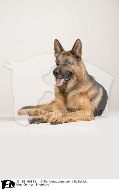 lying German Shepherd / NN-09813