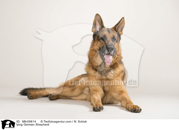 lying German Shepherd / NN-09814