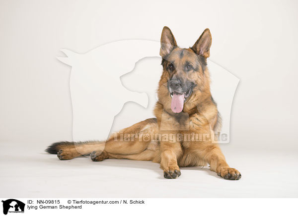lying German Shepherd / NN-09815