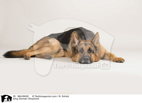 lying German Shepherd / NN-09826