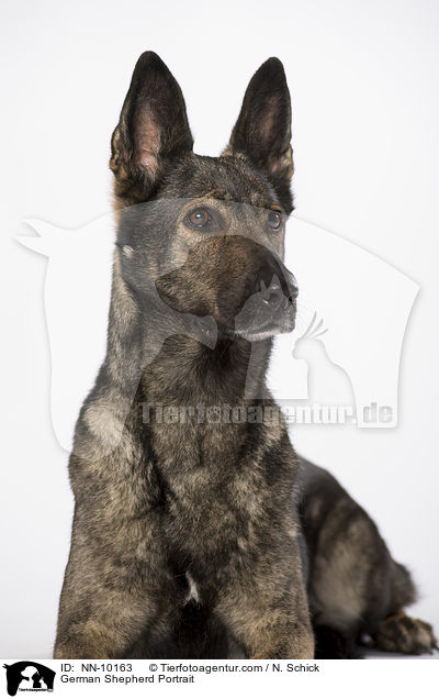 German Shepherd Portrait / NN-10163