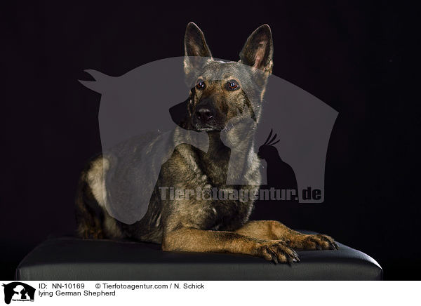 lying German Shepherd / NN-10169
