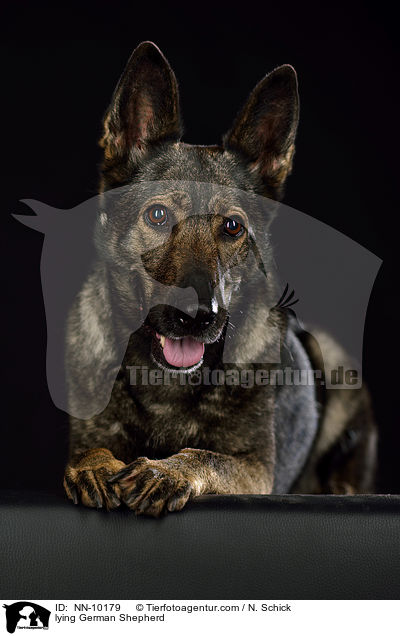 lying German Shepherd / NN-10179