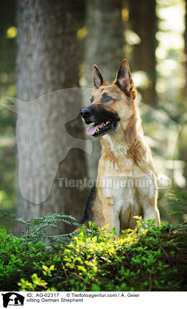sitting German Shepherd / AG-02317