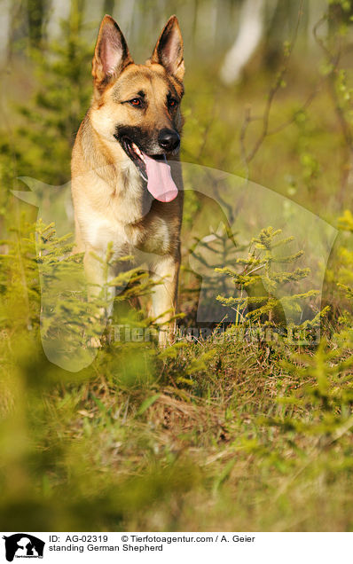 standing German Shepherd / AG-02319