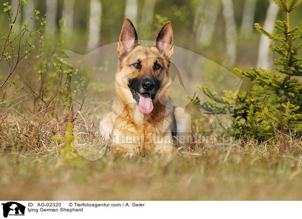 lying German Shepherd / AG-02320