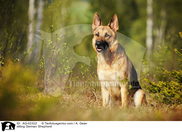 sitting German Shepherd / AG-02322