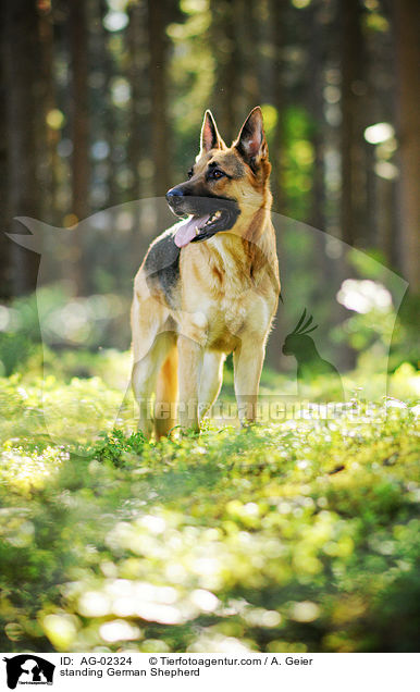 standing German Shepherd / AG-02324