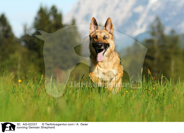 running German Shepherd / AG-02331