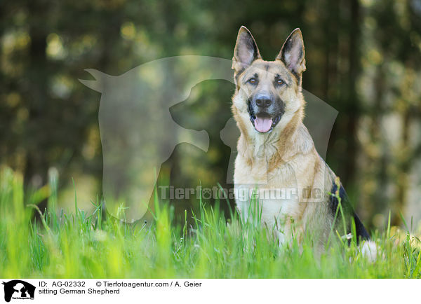 sitting German Shepherd / AG-02332
