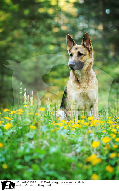 sitting German Shepherd / AG-02335