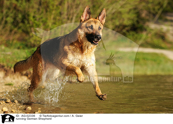 running German Shepherd / AG-02336