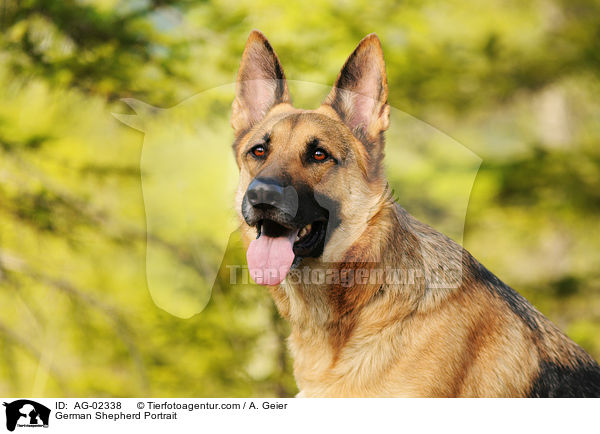 German Shepherd Portrait / AG-02338