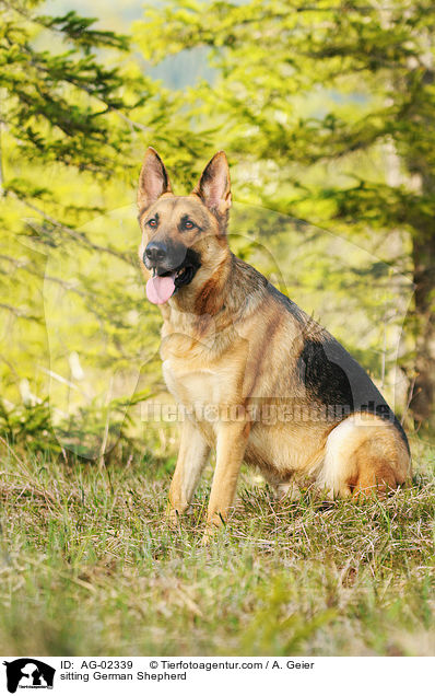 sitting German Shepherd / AG-02339
