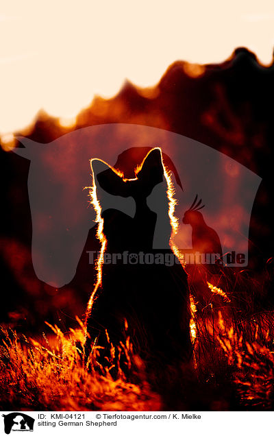 sitting German Shepherd / KMI-04121