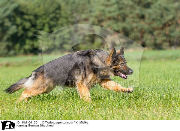 running German Shepherd / KMI-04126
