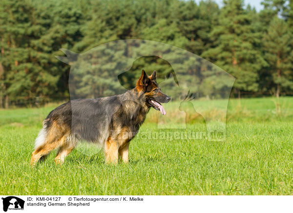 standing German Shepherd / KMI-04127