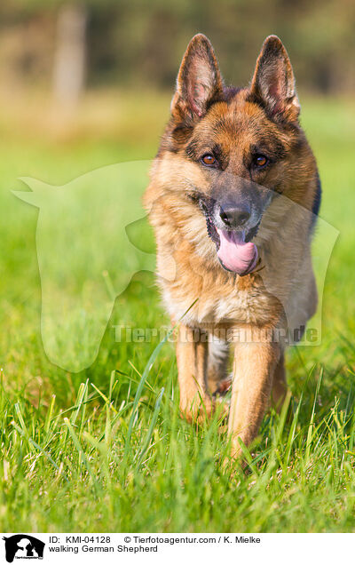 walking German Shepherd / KMI-04128