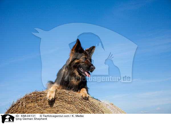 lying German Shepherd / KMI-04131