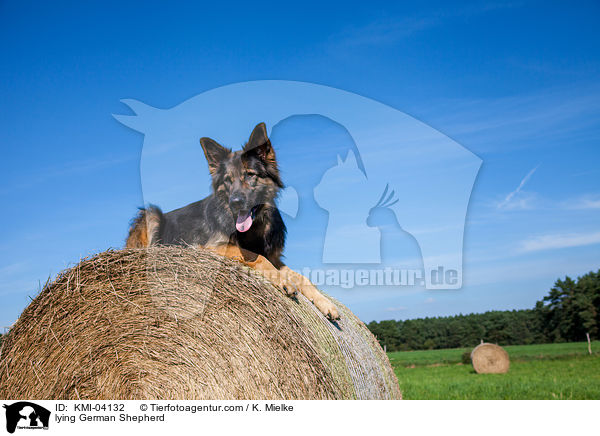 lying German Shepherd / KMI-04132