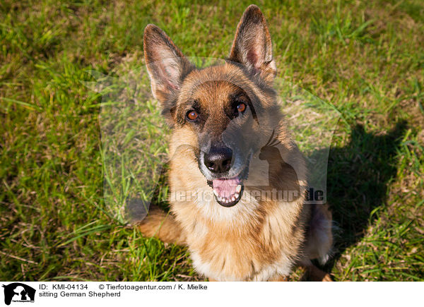 sitting German Shepherd / KMI-04134