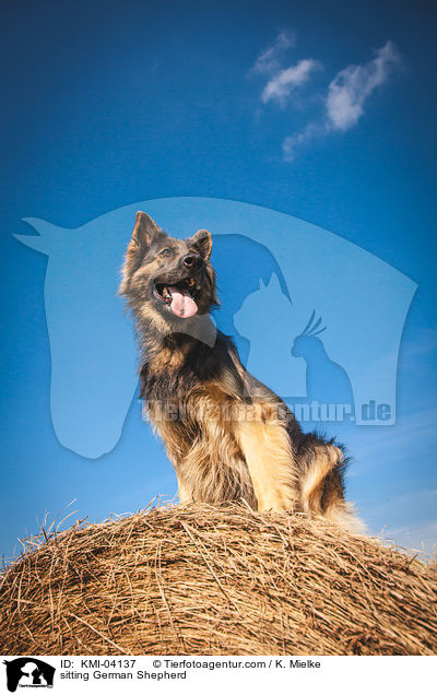 sitting German Shepherd / KMI-04137