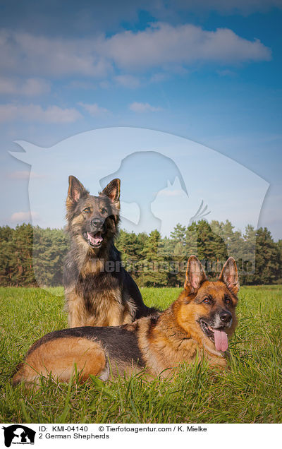 2 German Shepherds / KMI-04140