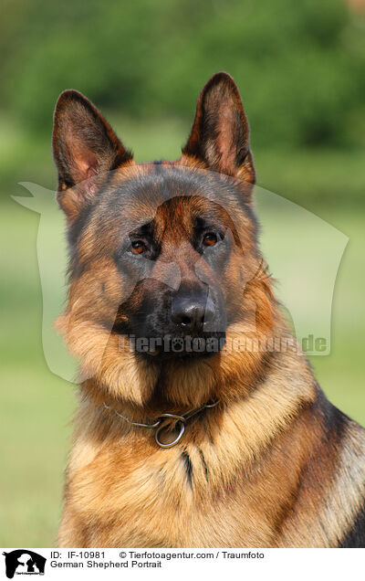 German Shepherd Portrait / IF-10981